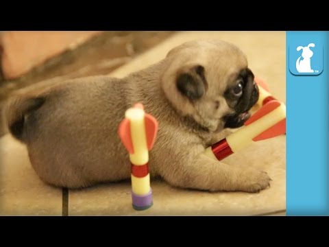 Precious Pug Puppies Play With Darts, Aren't That Good - Puppy Love - UCPIvT-zcQl2H0vabdXJGcpg