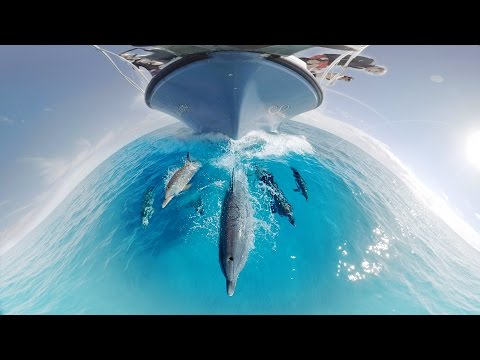 GoPro VR: Swimming with Wild Dolphins in the Ocean - UCqhnX4jA0A5paNd1v-zEysw