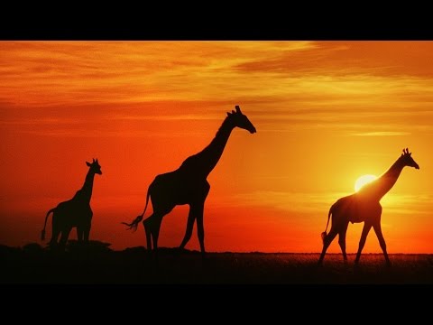 1 Hour of African Folk Music Instrumental | Marimba, Kalimba, & Drums - UCjMZjGhrFq_4llVS_x2XJ_w