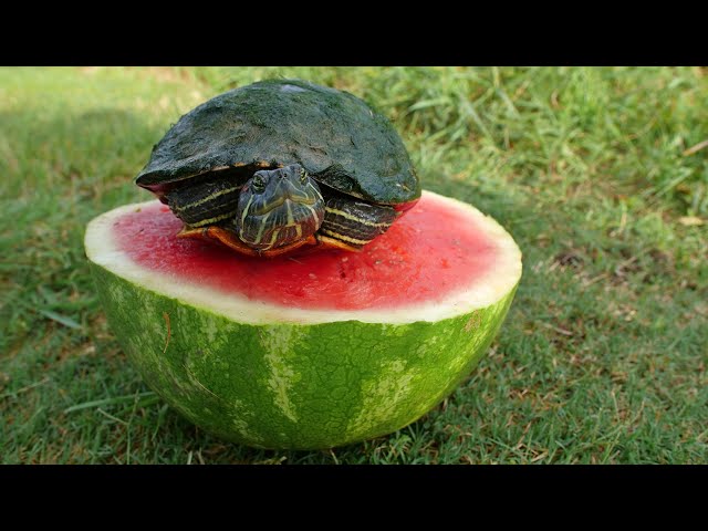 Can Turtles Eat Watermelon?