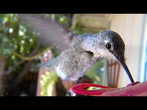 GoPro Awards: Hummingbirds with Macro Lens - UCqhnX4jA0A5paNd1v-zEysw