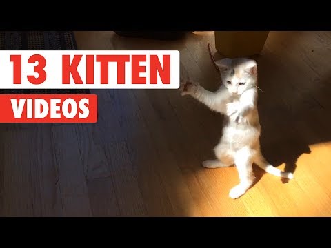 Funny Kittens | Funny Cat Video Compilation 2017 - UCPIvT-zcQl2H0vabdXJGcpg