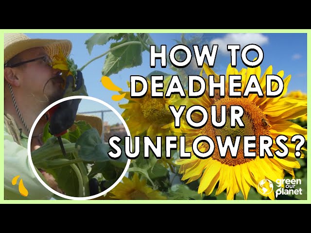 What To Do With Dead Sunflower Heads