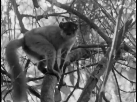 Baby Lemur has Bumpy Ride - Zoo Quest to Madagascar - David Attenborough - BBC - UCwmZiChSryoWQCZMIQezgTg