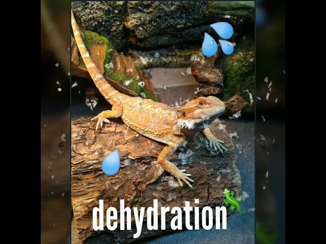 How To Tell If Your Bearded Dragon Is Dehydrated