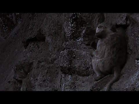 Infrared Footage of Baboon Cave | The Great Rift: Africa's Wild Heart | BBC - UCwmZiChSryoWQCZMIQezgTg