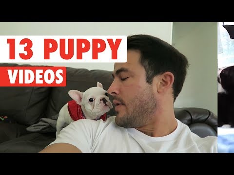 13 Funny Puppies | Funny Dog Video Compilation 2017 - UCPIvT-zcQl2H0vabdXJGcpg