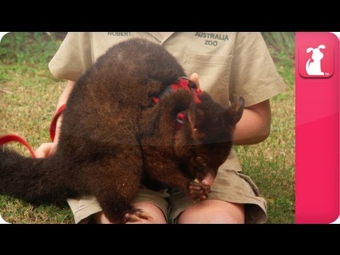 Bindi & Robert Irwin feature - Common Brush tailed Possum (Pip)- Growing Up Wild. - UCPIvT-zcQl2H0vabdXJGcpg