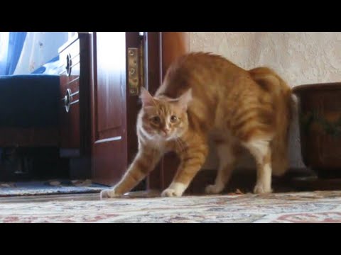 Adrenaline Cats | Funny Cat Video Compilation 2017 - UCPIvT-zcQl2H0vabdXJGcpg