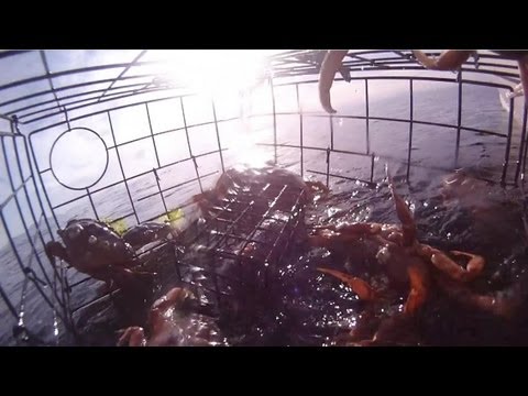 GoPro in a crab pot, 60' down Birch Bay, Washington - UCLqx43LM26ksQ_THrEZ7AcQ