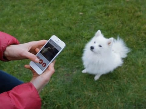 Crave - App turns you into the dog whisperer, Ep. 148 - UCOmcA3f_RrH6b9NmcNa4tdg