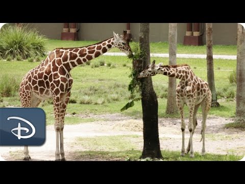 First Zebra Outside My Window | Walt Disney World - UC1xwwLwm6WSMbUn_Tp597hQ