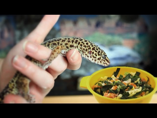 Can Geckos Eat Lettuce?
