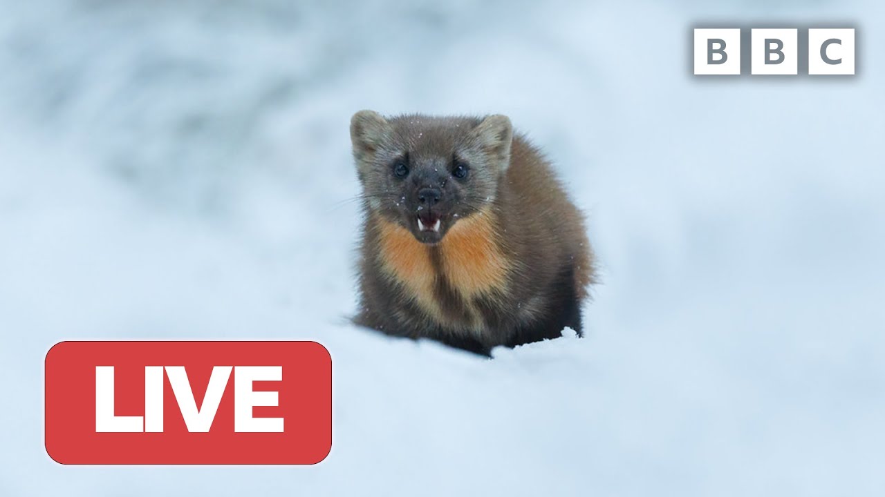 🔴 LIVE wildlife cameras 🐇 25 January ❄️ BBC Winterwatch 2023