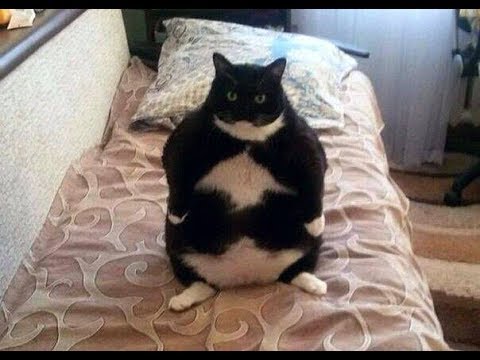 TRY NOT TO FALL OUT OF YOUR CHAIR LAUGHING - Funny ANIMAL compilation - UC9obdDRxQkmn_4YpcBMTYLw