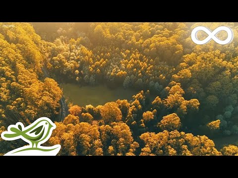 Beautiful Relaxing Music - Calm Piano Music & Guitar Music with Birds Singing - UCjzHeG1KWoonmf9d5KBvSiw