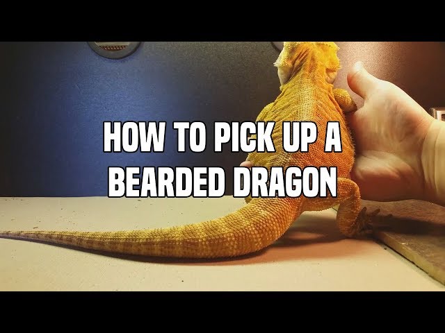 How to Pick Up a Bearded Dragon