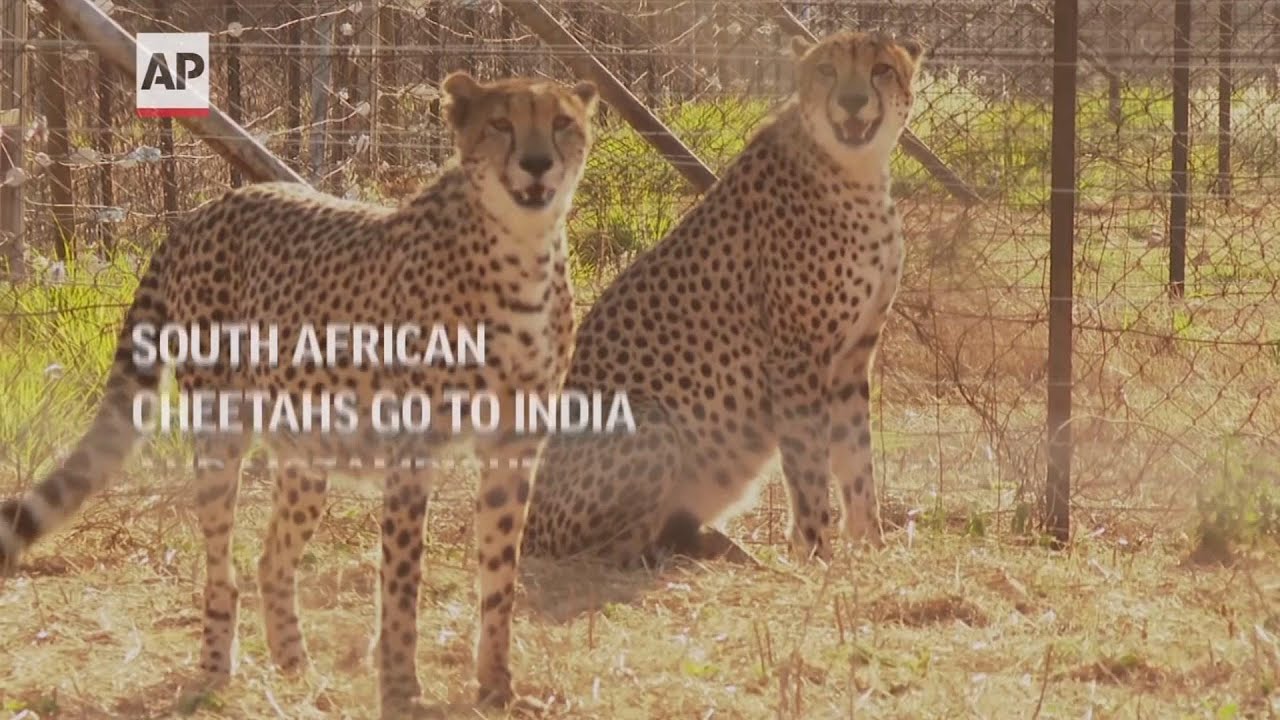 SAfrican cheetahs to go to India, Mozambique