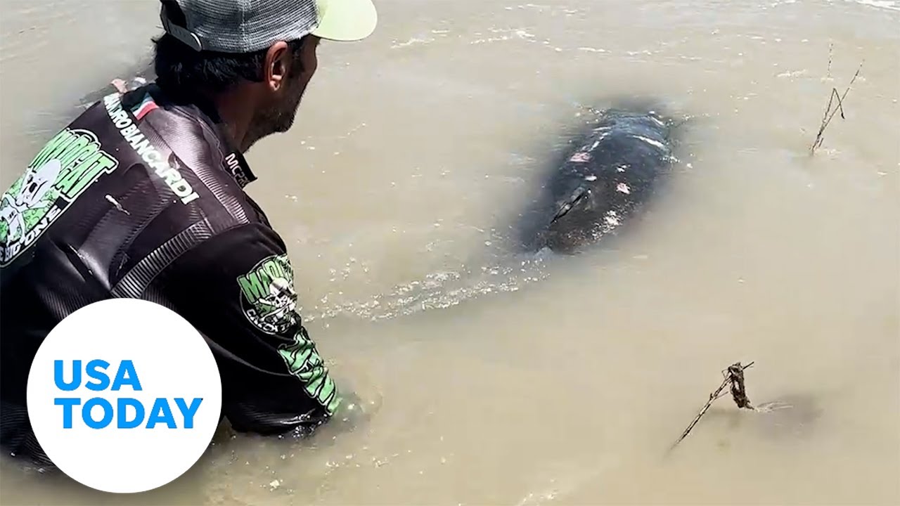 Fisherman reels in massive catfish that could break a world record | USA TODAY