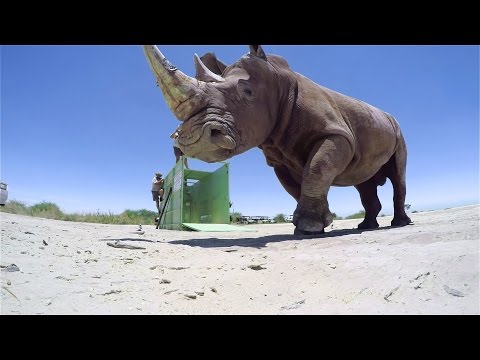 GoPro BTS: The Last of the Rhinos - Inside the VR Shoot - UCqhnX4jA0A5paNd1v-zEysw