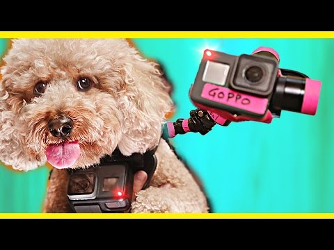 GoPro on a Dog! - UCSpFnDQr88xCZ80N-X7t0nQ