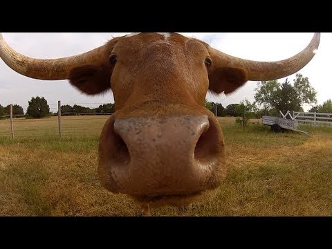 Longhorns with GoPro Hero 2! - UCTs-d2DgyuJVRICivxe2Ktg