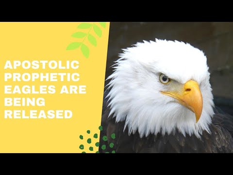 Prophetic Vision - Apostolic & Prophetic Eagles are being released!