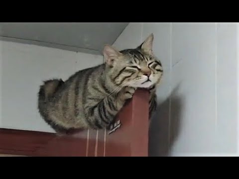 Funny animals - Funny cats / dogs - Funny animal videos 203 - UCcnThqTwvub5ykbII9WkR5g