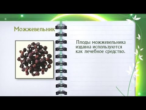 Кулинарная энциклопедия - Можжевельник - UC7XBjhXnmmXFsxmnys9PmDQ