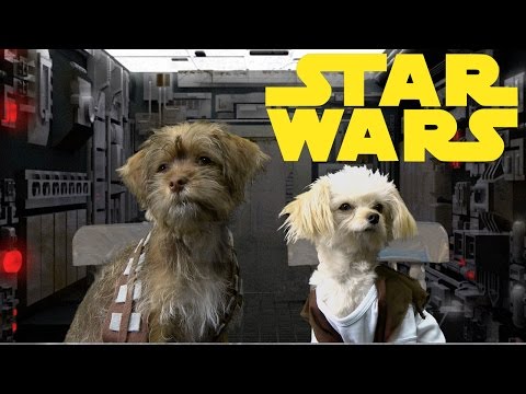 Star Wars Trilogy (Cute Puppy Edition) - UCPIvT-zcQl2H0vabdXJGcpg