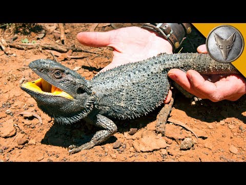 BEARDED DRAGON - Finally Caught One! - UC6E2mP01ZLH_kbAyeazCNdg