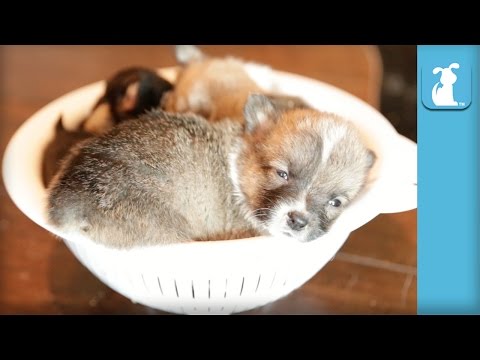 Mini Corgi Puppies Curl Up For Nap Together - Puppy Love - UCPIvT-zcQl2H0vabdXJGcpg