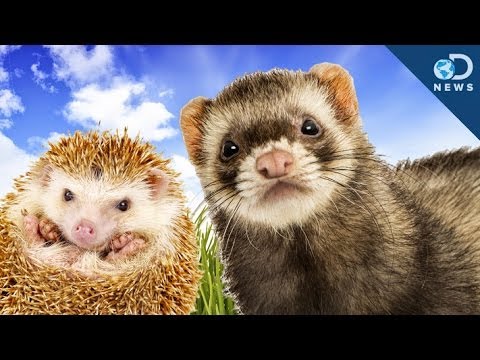 Why These Cute Animals Are Illegal To Own - UCzWQYUVCpZqtN93H8RR44Qw