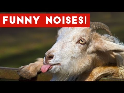 You Laugh You Lose Funny Animal Sounds / Noises | Funny Pet Videos - UCYK1TyKyMxyDQU8c6zF8ltg