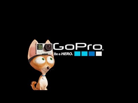 GoPro: The Secret Life of Pets - UCqhnX4jA0A5paNd1v-zEysw