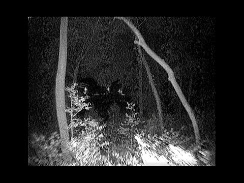 QAV250 IR Test 2 playing around in Justins woods in the dark - UCeqRtqvvWx2ysFqpyt5oICA