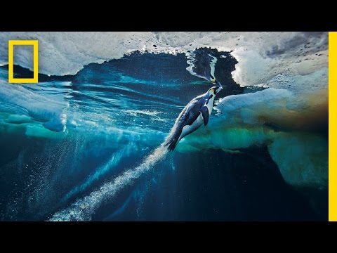 Emperor Penguins Speed Launch Out of the Water | National Geographic - UCpVm7bg6pXKo1Pr6k5kxG9A