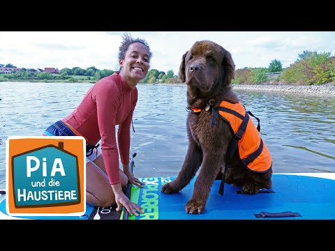 Ein Tag beim Hundeschwimmen | Information für Kinder | Pia und die Haustiere | Spezial