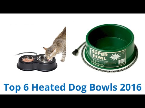 6 Best Heated Dog Bowls 2016 - UCXAHpX2xDhmjqtA-ANgsGmw