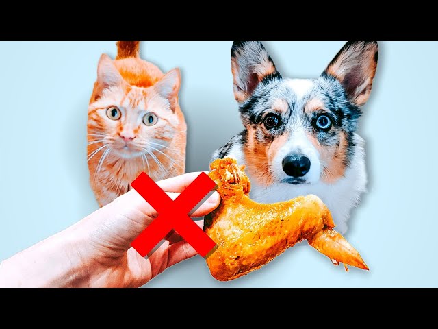 Can Chickens Eat Dog Food? The Answer Might Surprise You! - HayFarmGuy