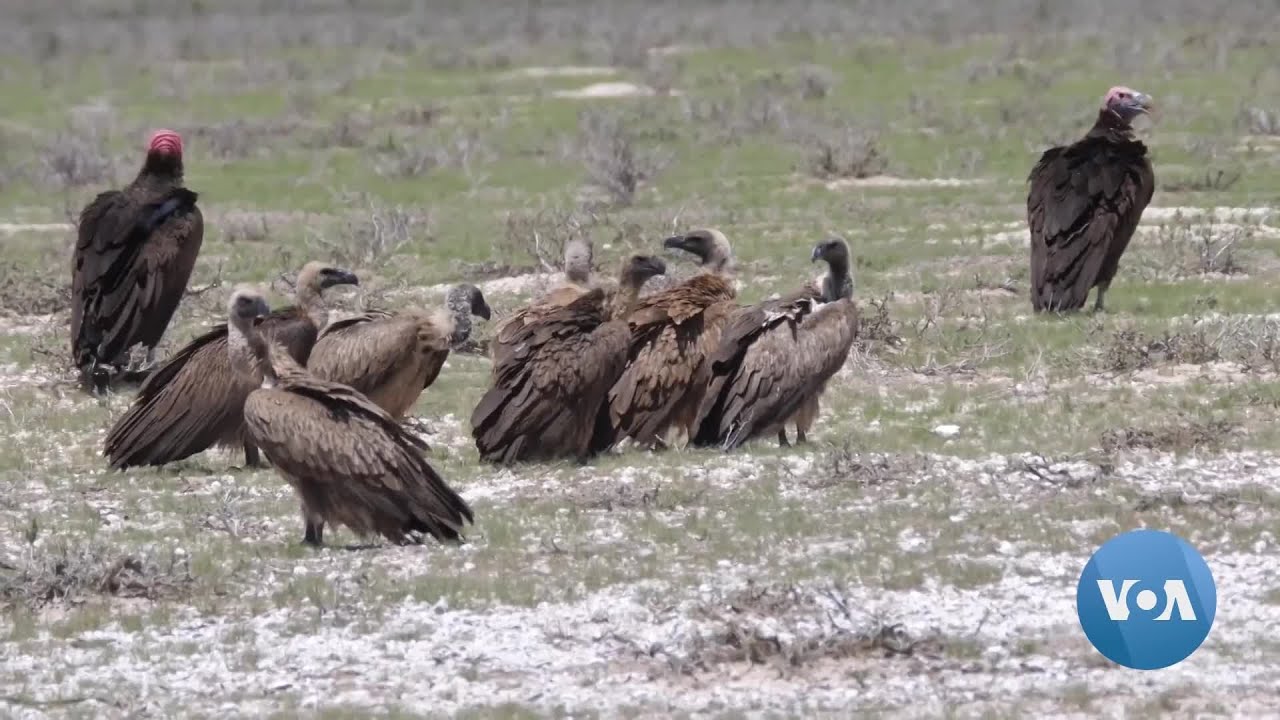 Vulture Poisoning Incidents Increasing in Botswana | VOA News
