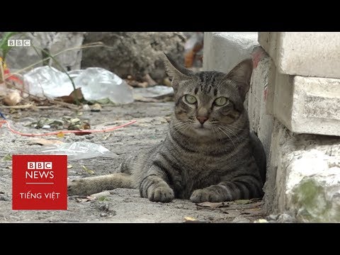 Bangkok: Nơi mèo hoang béo hơn mèo nhà - BBC News Tiếng Việt