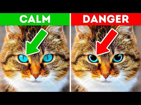 12 Signs Your Pet is Crying for Help - UC4rlAVgAK0SGk-yTfe48Qpw