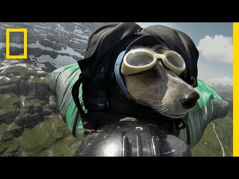 Dean Potter BASE Jumps With His Dog - UCpVm7bg6pXKo1Pr6k5kxG9A