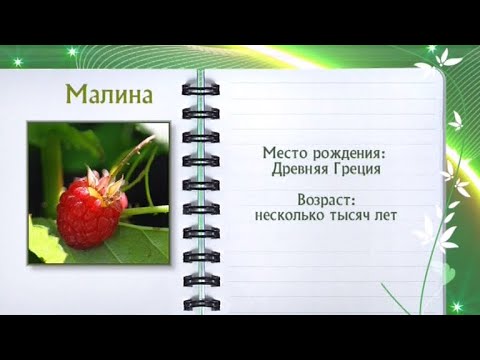 Кулинарная энциклопедия - Малина - Часть 2 - UC7XBjhXnmmXFsxmnys9PmDQ