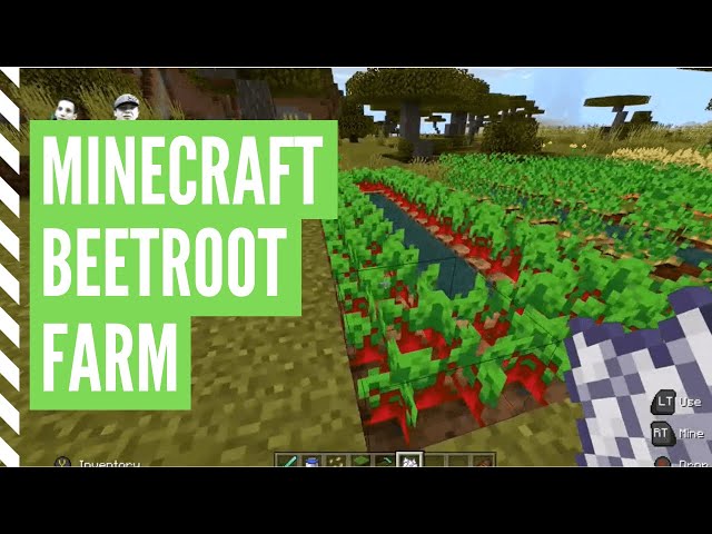 How To Plant Beetroot In Minecraft (Minecraft Beetroot Farm)