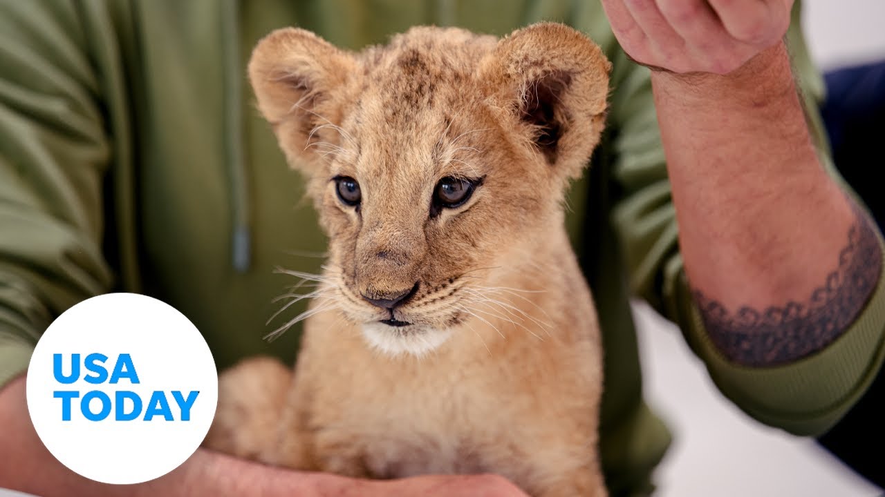 Orphaned lions from Ukraine find a home in Minnesota | USA TODAY