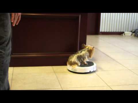 Yorkie dog Bella rode on Max-Arthur's roomba! - UCTs-d2DgyuJVRICivxe2Ktg