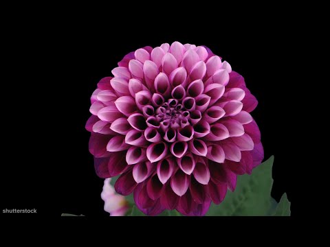 I Could Watch Flowers Blooming All Day
