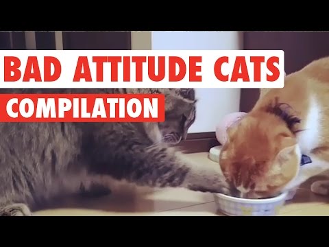 Bad Attitude Cats Video Compilation 2016 - UCPIvT-zcQl2H0vabdXJGcpg